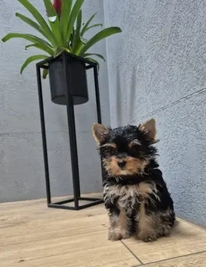 Piekne szczeniaki Yorkshire Terrier 2