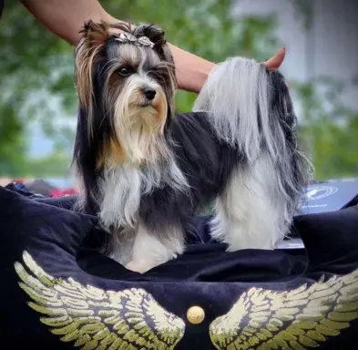 Piekne szczeniaki Yorkshire Terrier 4