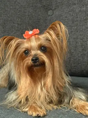 Piekne szczeniaki Yorkshire Terrier 5