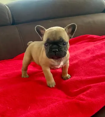 Na sprzedaż szczenięta rasy buldog francuski 5