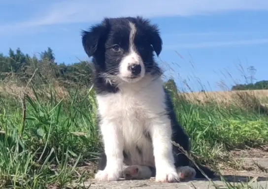Szczeniak BORDER COLLIE z Hodowli - Rasowa suczka z pełną do 6