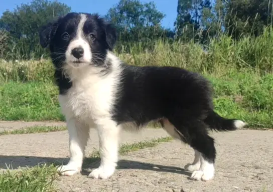 Szczeniak BORDER COLLIE z Hodowli - Rasowa suczka z pełną do 5
