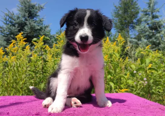 Szczeniak BORDER COLLIE z Hodowli - Rasowa suczka z pełną do 1