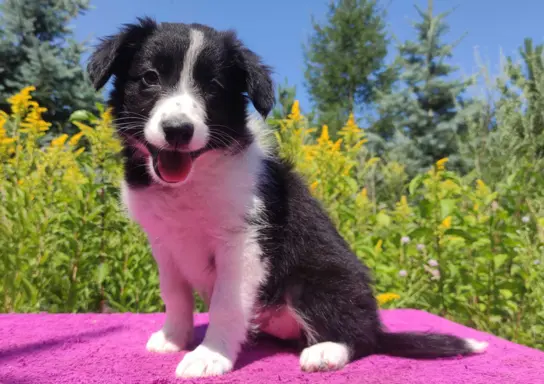 Szczeniak BORDER COLLIE z Hodowli - Rasowa suczka z pełną do 2