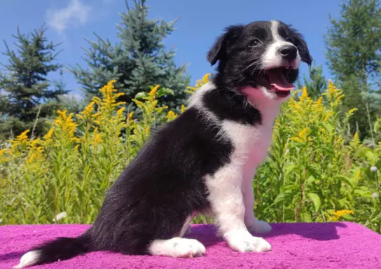 Szczeniak BORDER COLLIE z Hodowli - Rasowa suczka z pełną do 3