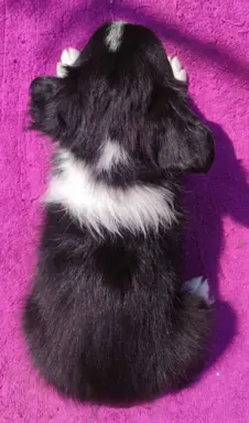 Szczeniak BORDER COLLIE z Hodowli - Rasowa suczka z pełną do 4