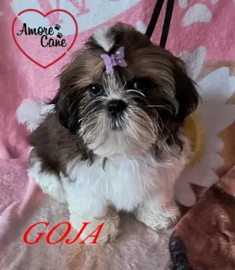 ŚLICZNE DZIEWCZYNY SHIH-TZU, 1