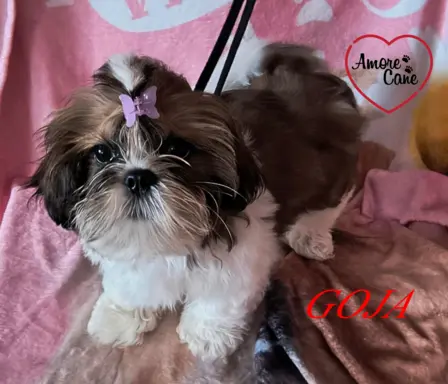 ŚLICZNE DZIEWCZYNY SHIH-TZU, 2