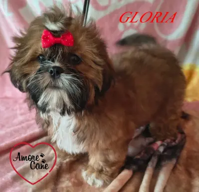ŚLICZNE DZIEWCZYNY SHIH-TZU, 3