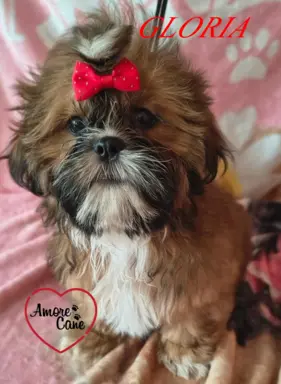 ŚLICZNE DZIEWCZYNY SHIH-TZU, 4