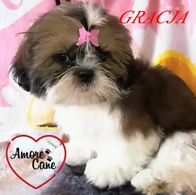 ŚLICZNE DZIEWCZYNY SHIH-TZU, 5