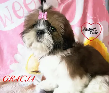 ŚLICZNE DZIEWCZYNY SHIH-TZU, 6