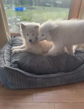 Szczenię Samoyed 1