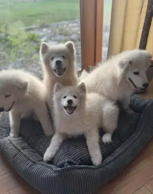 Szczenię Samoyed 2