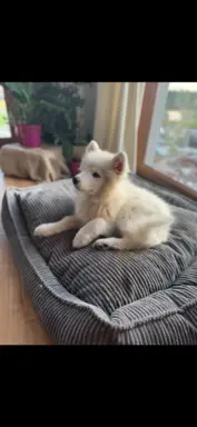 Szczenię Samoyed 3
