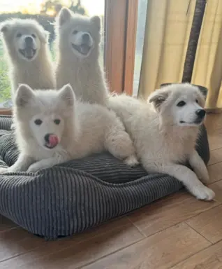 Szczenię Samoyed 4