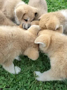 Szczeniaki Akita Inu SWKiPR 6