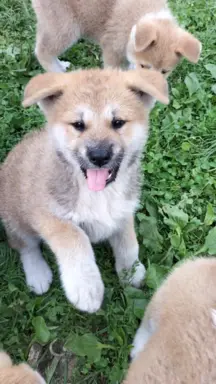 Szczeniaki Akita Inu SWKiPR 5