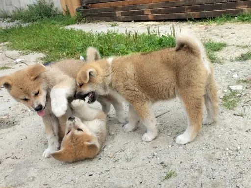 Szczeniaki Akita Inu SWKiPR 4