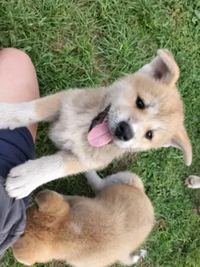 Szczeniaki Akita Inu SWKiPR 3