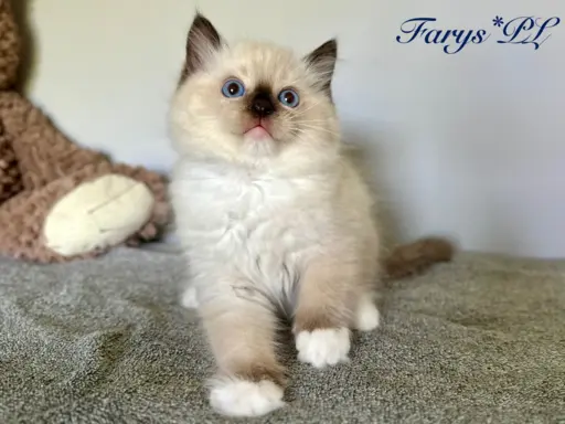 Kocięta rasy Ragdoll do rezerwacji 1