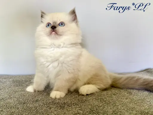 Kocięta rasy Ragdoll do rezerwacji 3