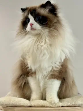 Kocięta rasy Ragdoll do rezerwacji 4