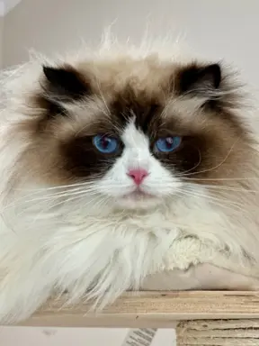 Kocięta rasy Ragdoll do rezerwacji 5