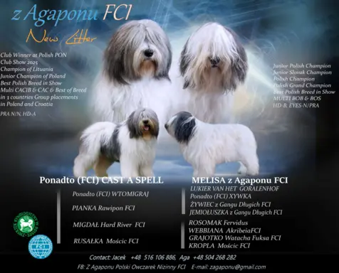 Szczenięta Polski Owczarek Nizinny FCI- 1