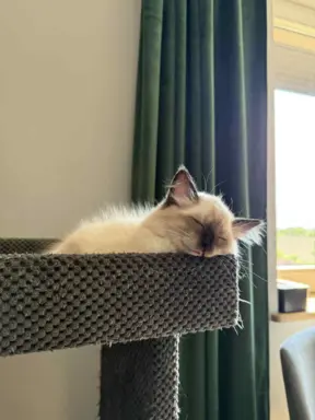 Kocurek ragdoll rodowód FIFE 2