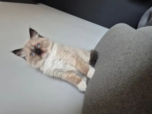 Kocurek ragdoll rodowód FIFE 3