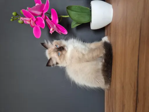 Kocurek ragdoll rodowód FIFE 1