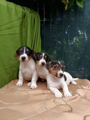 Wzorcowe Jack Russell terrier piękny exterrier gładkie 1