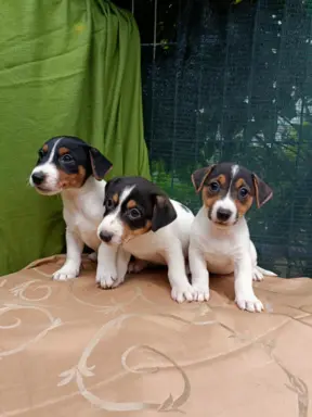 Wzorcowe Jack Russell terrier piękny exterrier gładkie 8