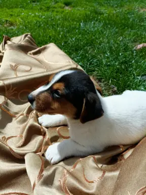 Wzorcowe Jack Russell terrier piękny exterrier gładkie 10