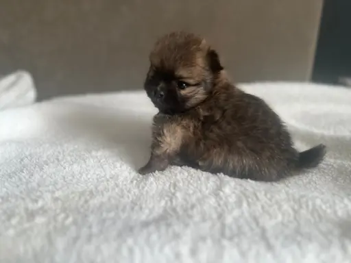 Szpic Miniaturowy, Pomeranian 3