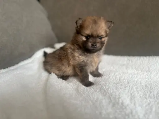 Szpic Miniaturowy, Pomeranian 6