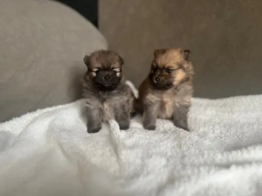 Szpic Miniaturowy, Pomeranian 7