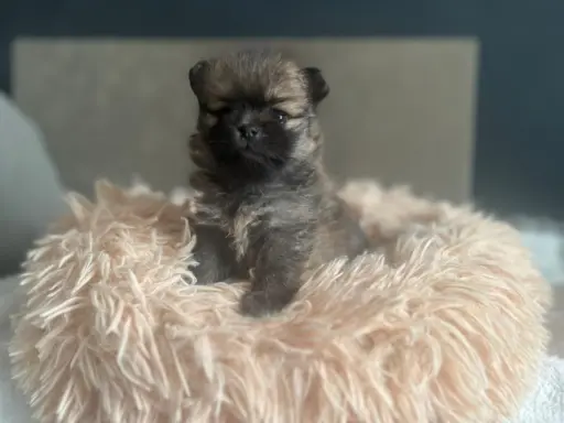 Szpic Miniaturowy, Pomeranian 2