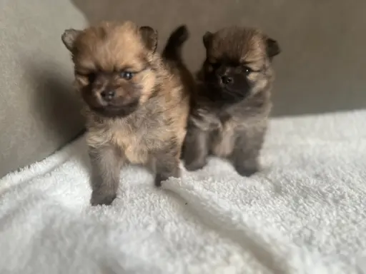 Szpic Miniaturowy, Pomeranian 8