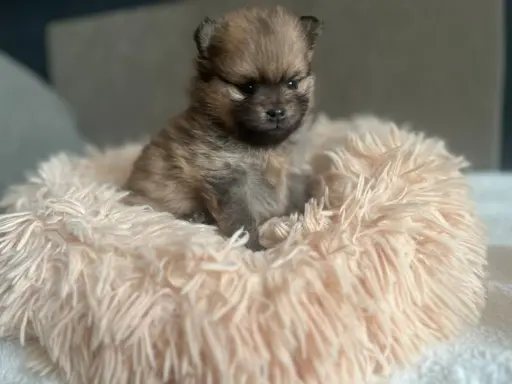 Szpic Miniaturowy, Pomeranian 5