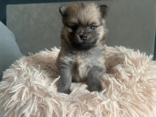 Szpic Miniaturowy, Pomeranian 4