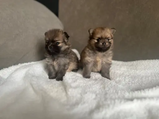 Szpic Miniaturowy, Pomeranian 10