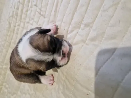 Szczenięta buldog francuski 4