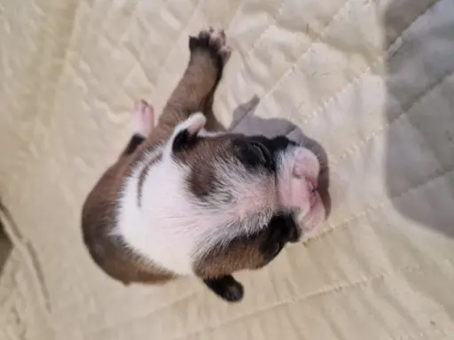 Szczenięta buldog francuski 7