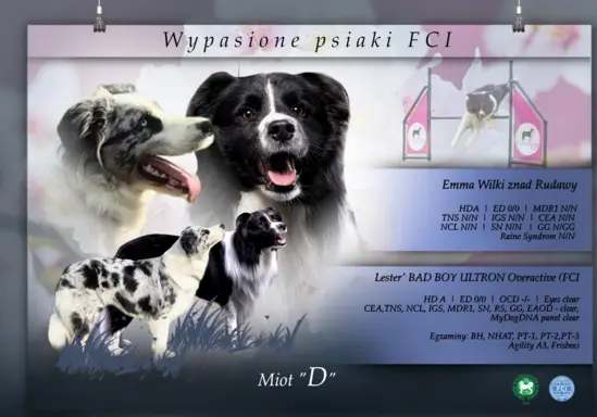 Szczeniak border collie blue merle ZKWP FCI 1