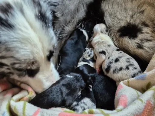 Szczeniak border collie blue merle ZKWP FCI 2