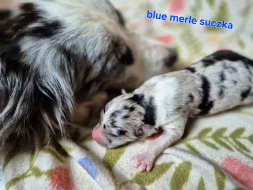 Szczeniak border collie blue merle ZKWP FCI 3