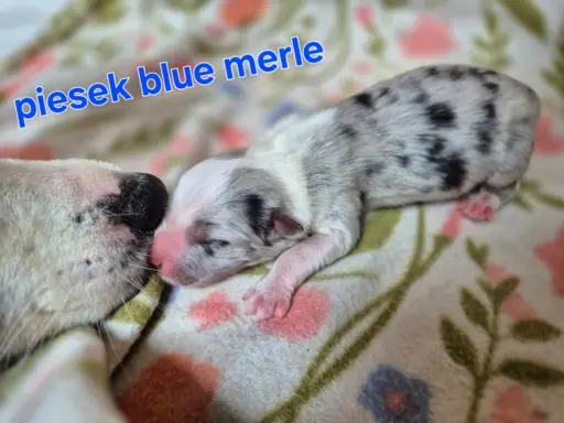 Szczeniak border collie blue merle ZKWP FCI 4