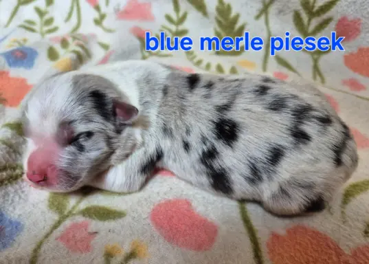 Szczeniak border collie blue merle ZKWP FCI 5